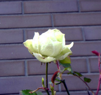b0101263_10273792.jpg