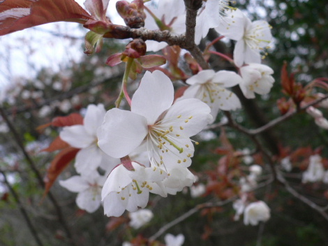 a0063364_22543235.jpg