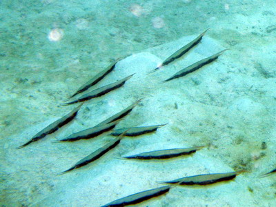 a0002177_21274496.jpg