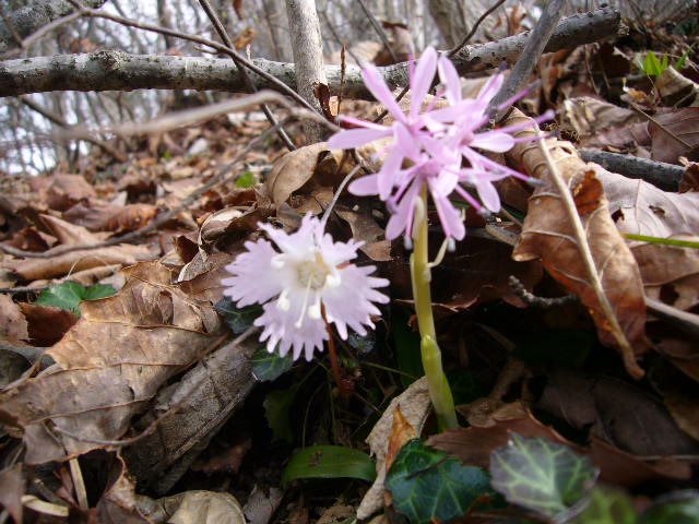 b0050305_18412235.jpg