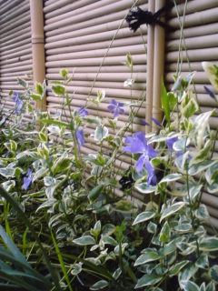 c0012120_2017245.jpg