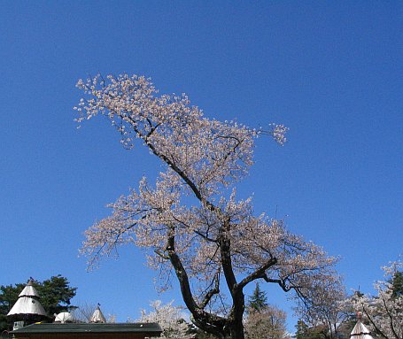c0024743_1594324.jpg