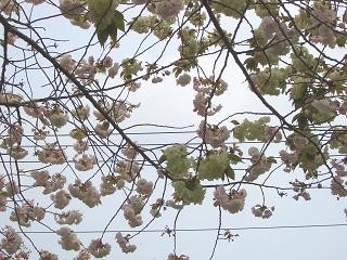 f0107145_1203288.jpg