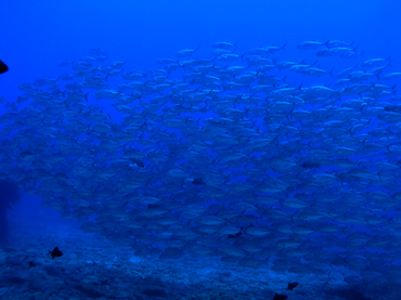 d0065247_18332436.jpg