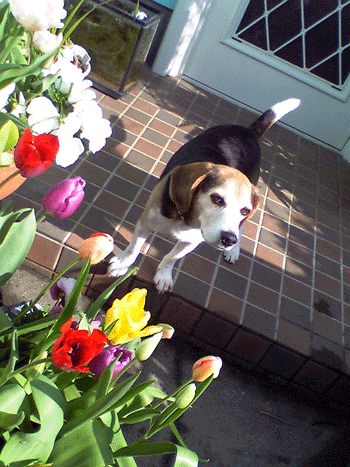 b0005652_9144794.gif