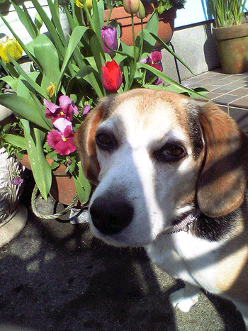 b0005652_9151014.gif