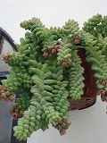 e0110868_1235492.jpg