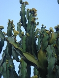 e0110868_1245155.jpg