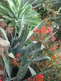 e0110868_1321485.jpg