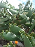 e0110868_1374348.jpg