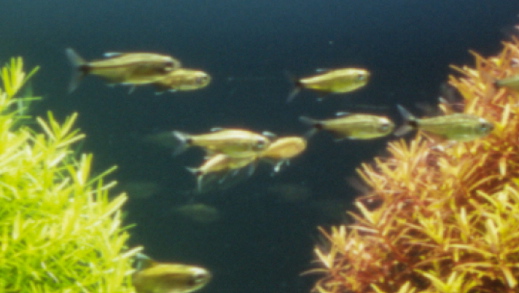 d0090170_19572049.jpg