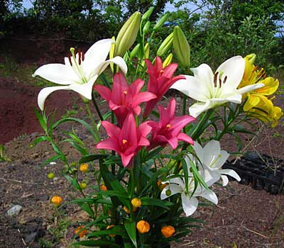 e0097770_0311771.jpg