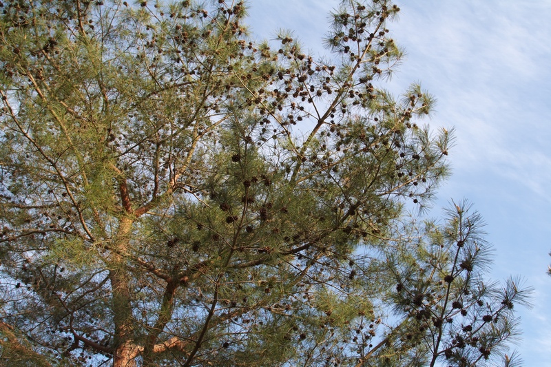 c0043403_22591255.jpg