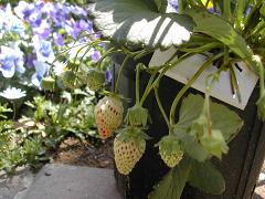 e0064419_10411261.jpg