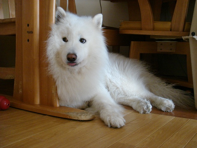 d0059028_22075.jpg