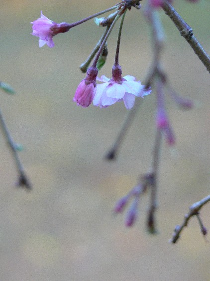 e0083238_903165.jpg