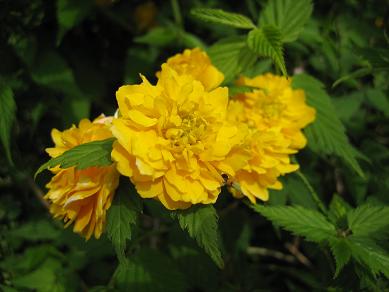 b0086939_23143730.jpg