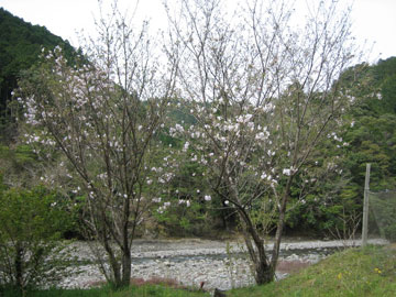 a0054948_9413636.jpg
