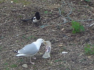 e0018350_2317356.jpg