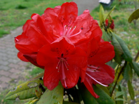 d0091754_4491439.jpg