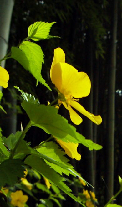 c0031856_1726862.jpg