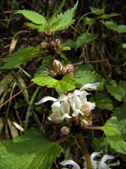 c0031856_2335572.jpg