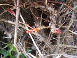 f0130894_20434859.jpg