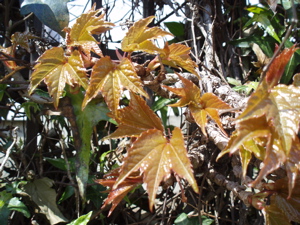 f0130894_20471456.jpg
