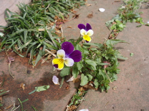 f0130894_2114276.jpg