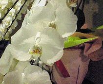c0017505_1644558.jpg