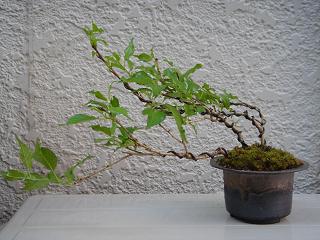 b0077117_13403197.jpg