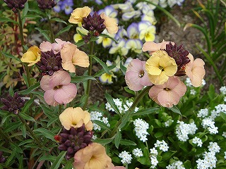 f0054421_2321319.jpg