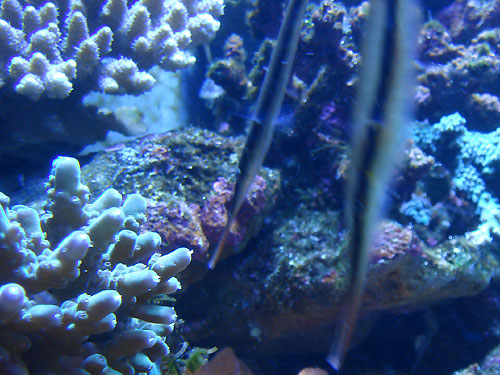 b0044726_9525120.jpg