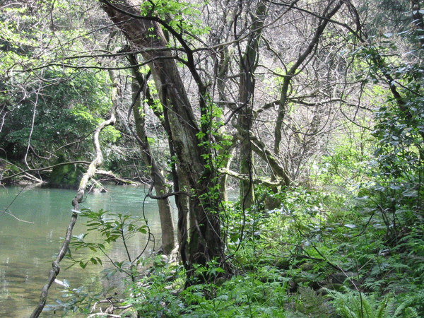d0094868_12521599.gif