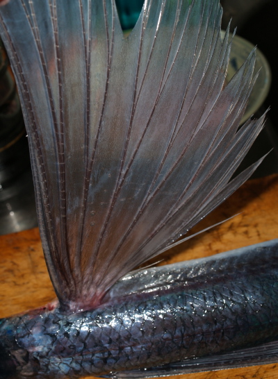 e0089001_2148434.jpg