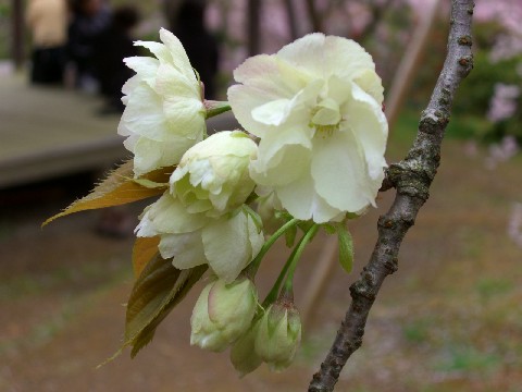 d0007913_0533540.jpg