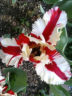 e0026017_13688.jpg