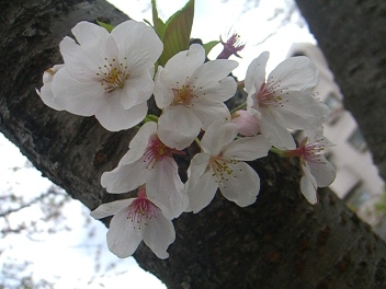 c0115145_17285029.jpg