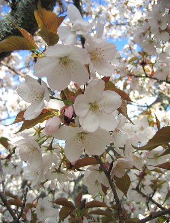 c0043751_2174538.jpg
