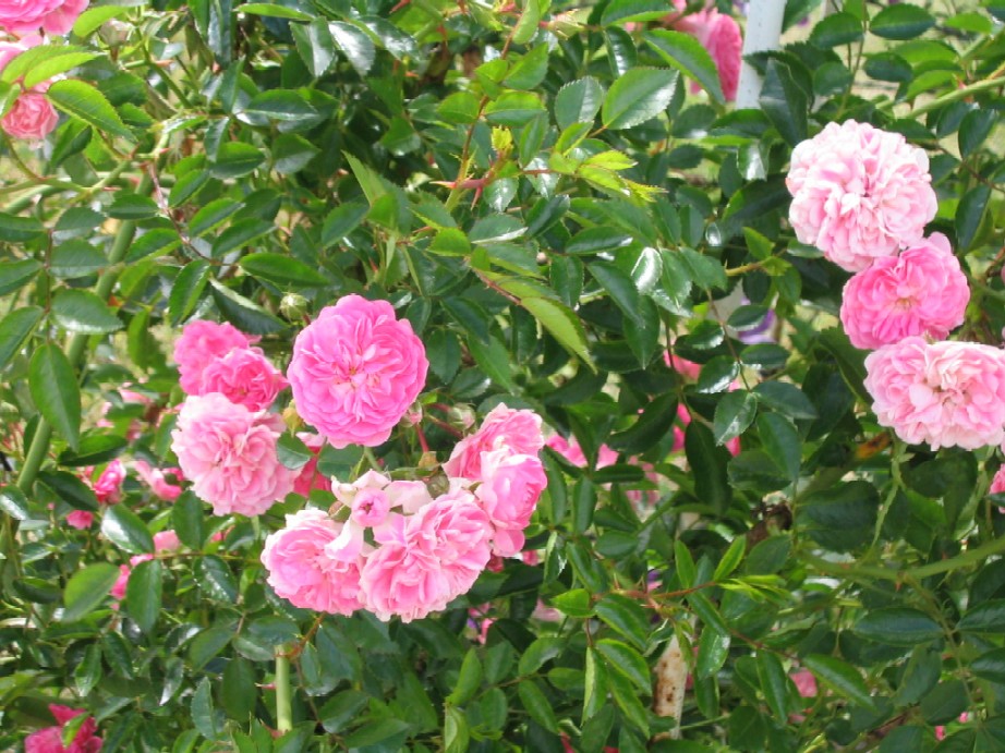 c0086460_2231453.jpg
