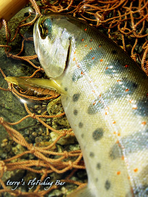 e0009009_0213145.jpg