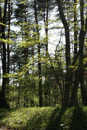 e0071225_126986.jpg