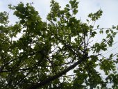 c0072847_9102229.jpg