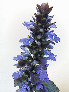 c0100148_544290.jpg