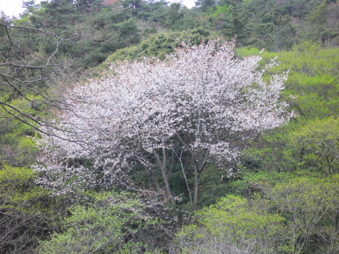 a0063364_12847.jpg
