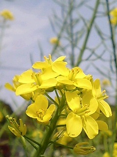 c0064564_1150536.jpg