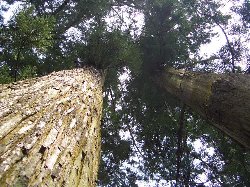 e0098066_8423554.jpg