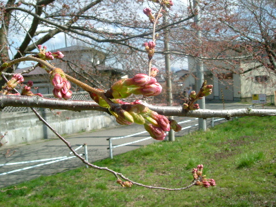 f0084085_1113171.jpg