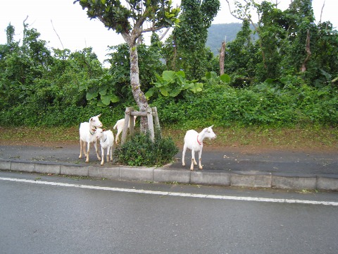 f0093592_1605257.jpg