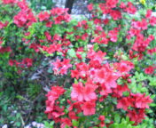 b0086593_20271424.jpg